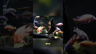 Stop Fish Aggression: Right Tank, Right Crew!