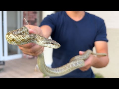 爬虫類館の庭で野生の爬虫類を採集してみた