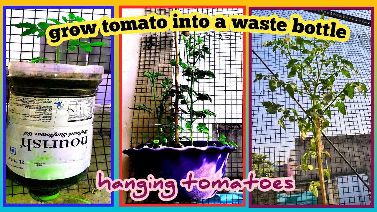 grow tomato into a waste bottle , hanging tomatoes | Baghwani real terrace garden 