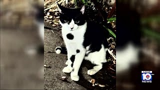 Thief sought after being accused of swiping cat from Aventura pet store