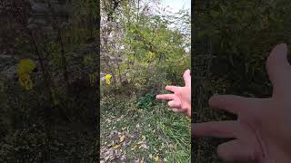 Wildflowers invaded the garden and killed my lawn