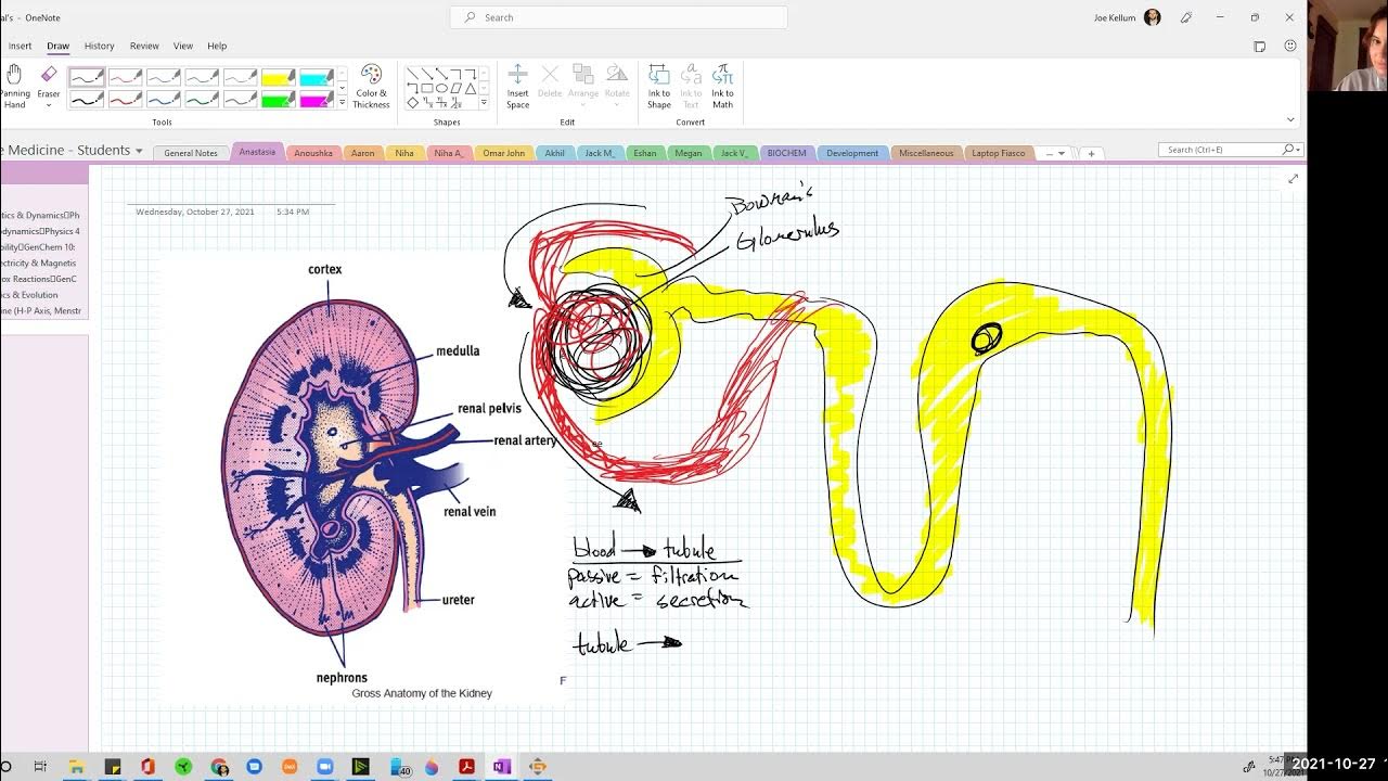 Why understanding the kidney is the key to Biology on the MCAT YouTube