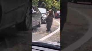 I can’t believe this guy managed to high five a wild bear 😳