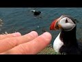 Frailecillos (Fratercula arctica) - Latrabjarg, Islandia - 2007