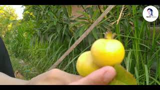 Memetik buah jambu biji