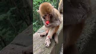 Feeding to Monkey # 11