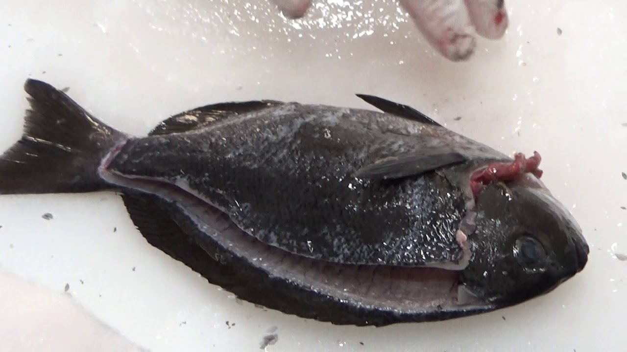 魚の干物の作り方紹介 頂き物のコッパグレを使いさばき方をご説明します 釣太郎ブログ