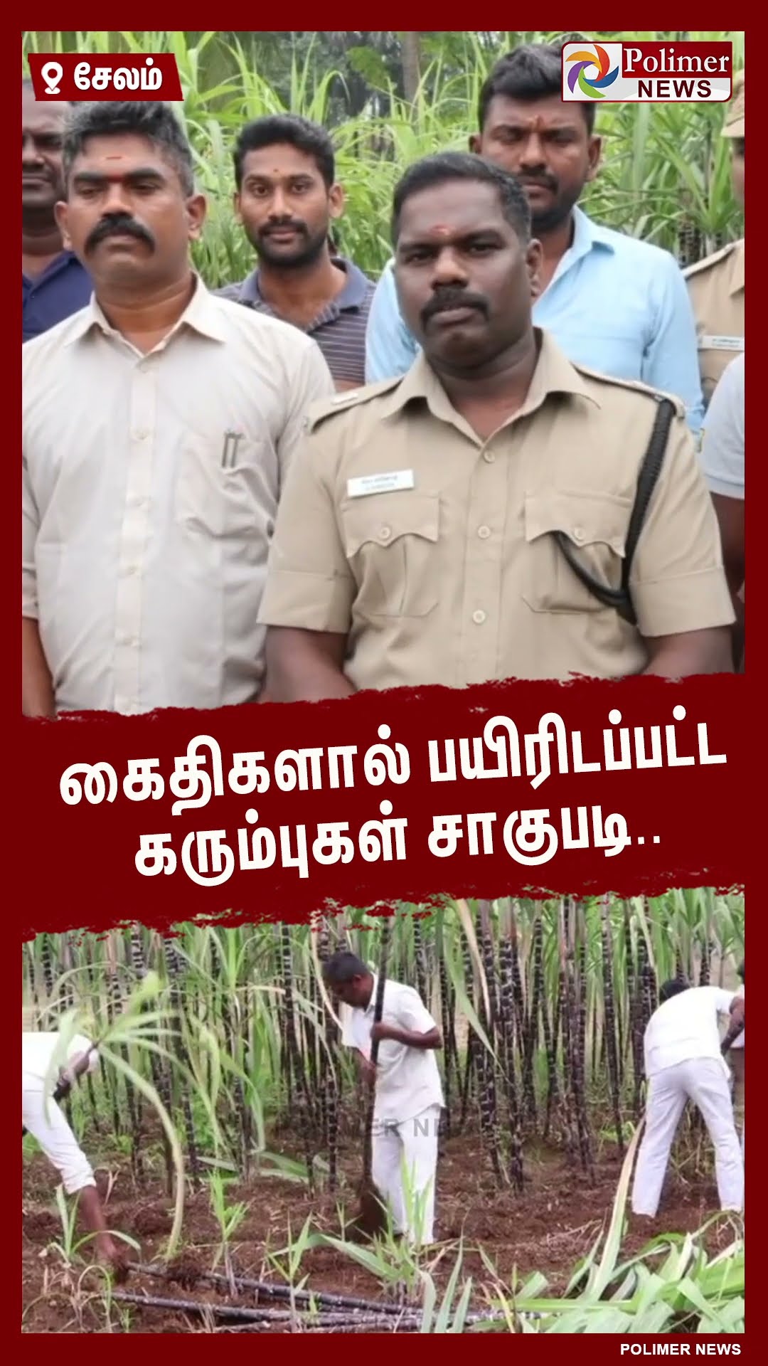 கைதிகளால் பயிரிடப்பட்ட கரும்புகள் சாகுபடி.. #shorts