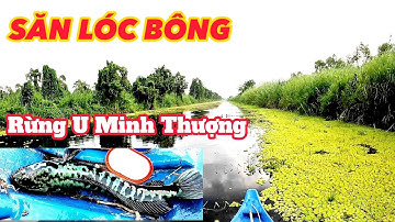 Cuộc chiến cá lóc bông |#câu cá lóc rừng U Minh Thượng #@huukhuynhkiengiang (tập 80)