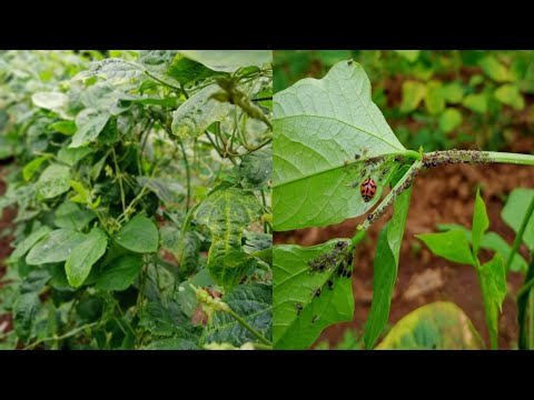 Video: Bean Borer Control - Paano Gamutin ang mga Borer Sa Beans