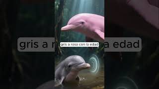 The Mysterious Pink Amazon River Dolphin 🐬💗 | Animal Wonders
