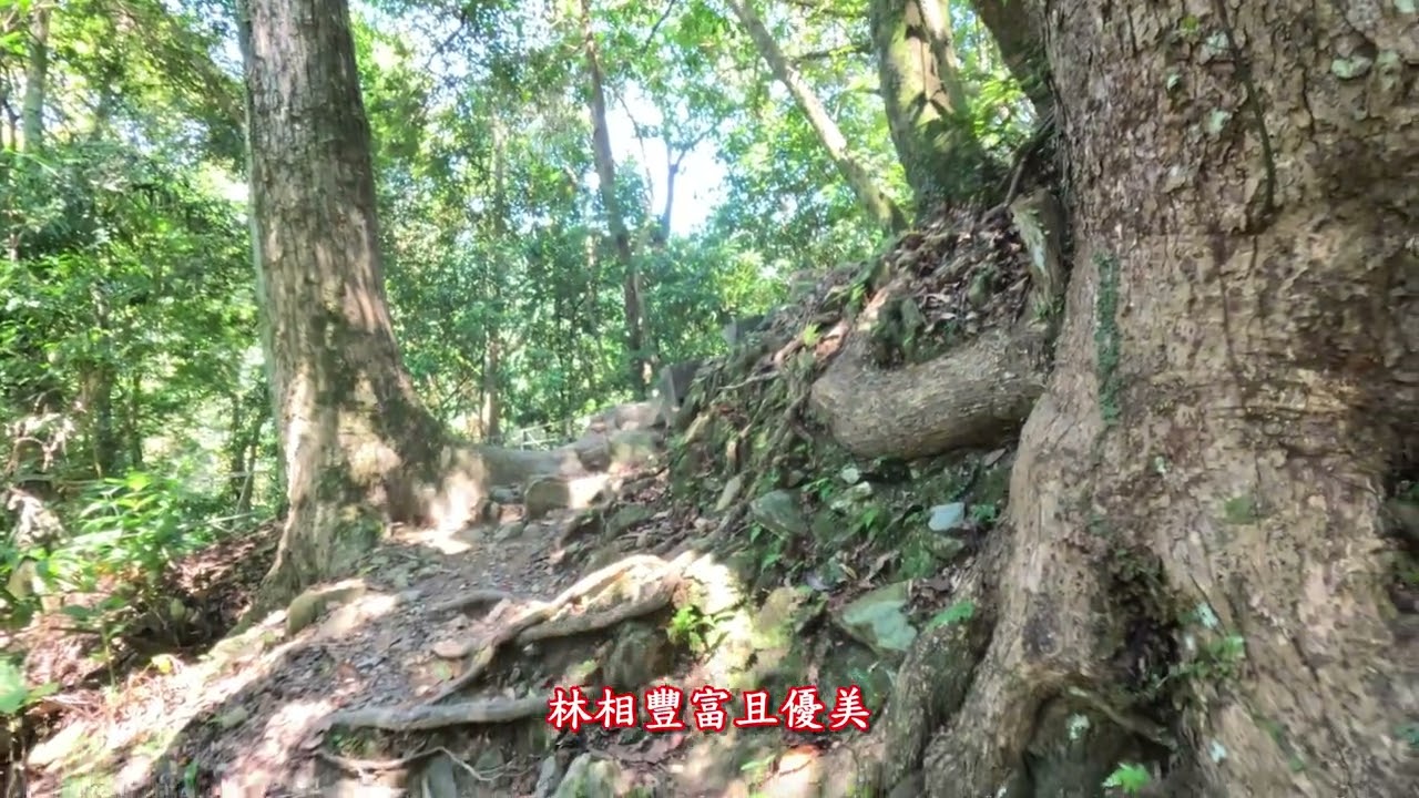 20240803烏來內洞森林遊樂區+信賢步道