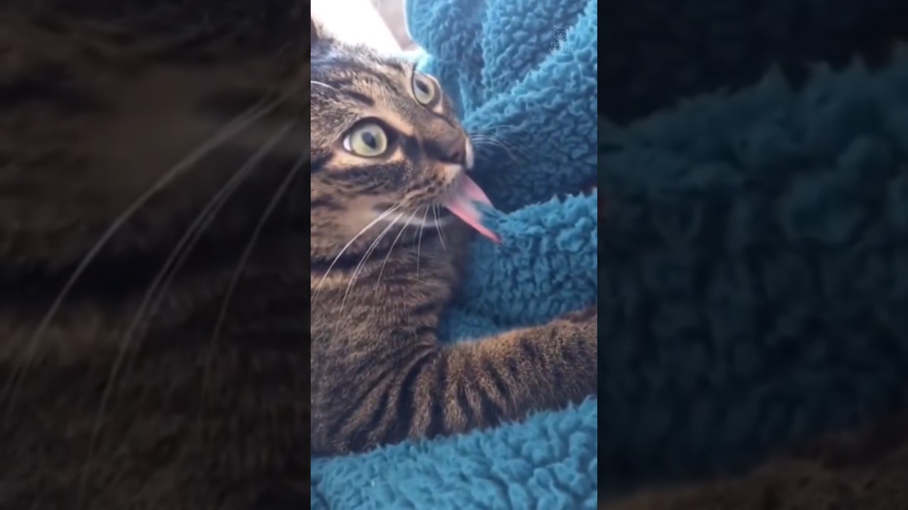 Глупый кот 😂 