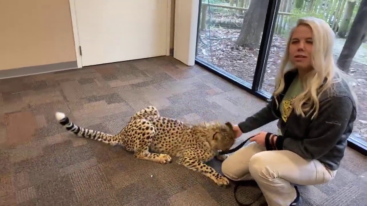 Home Safari - Cheetah Kris and Puppy Remus - Cincinnati Zoo - YouTube
