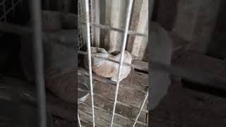23.10.25 🆘 ОТЛОВ ГОРОДА АЛМАТЫ. КАЗАХСТАН 🆘