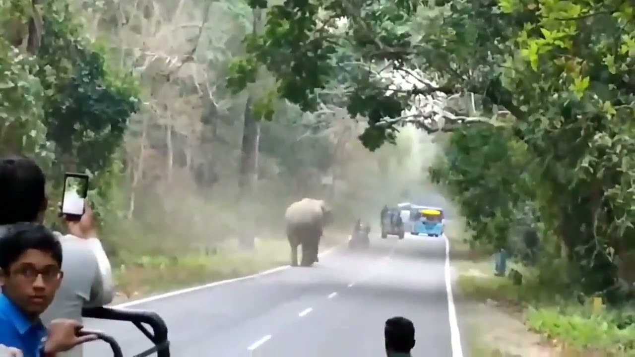 Lataguti Forest Elegant attack for bike😱😱😱