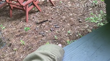 Vulk’s adventures of Barney let’s go to the zoo Final Part/ Closing