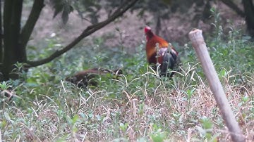 Qaib dib txuam qaib qus(4)ลูกผสมเลือดสูง