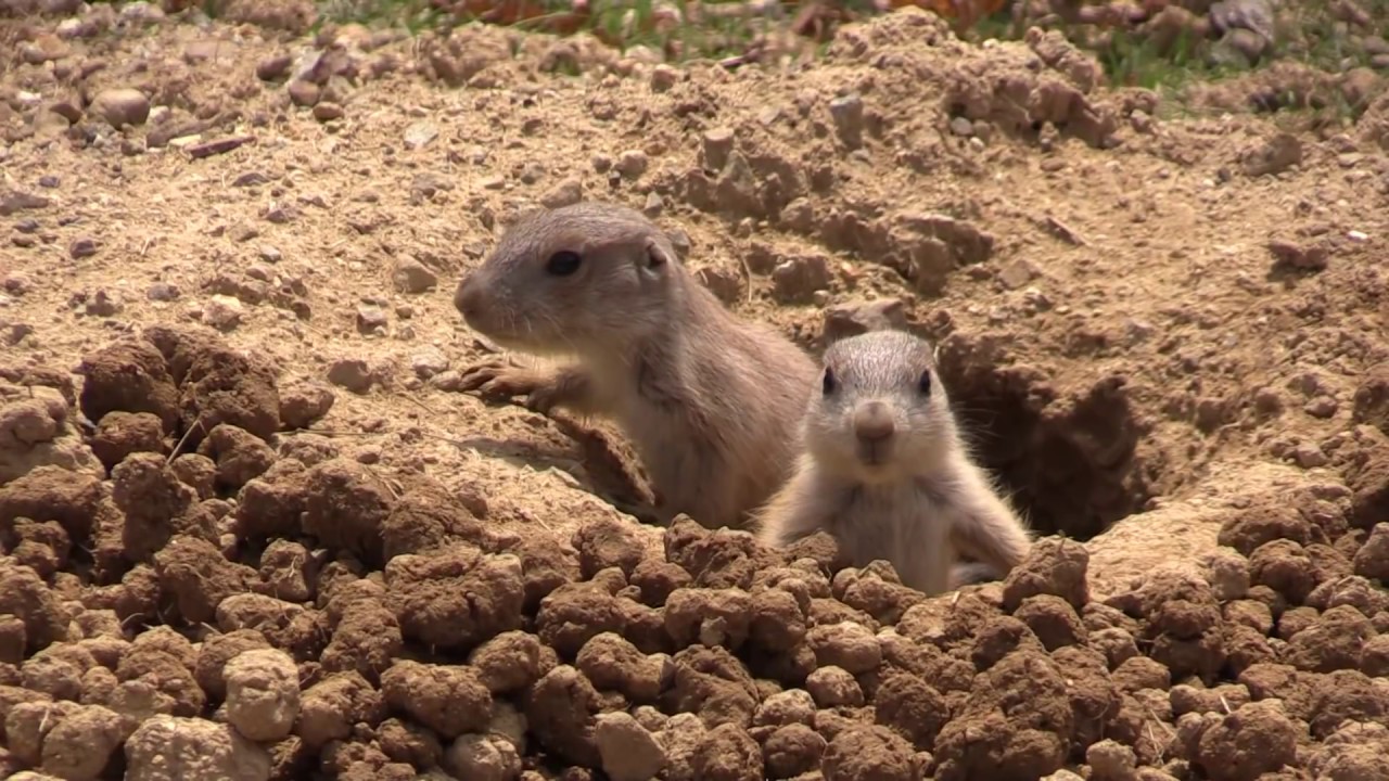 穴からひょっこり プレーリードッグの赤ちゃん Prairie Dog Babies Youtube