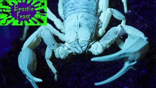 Feeding scorpions, tarantulas, beetles & huntsmans by Monster Bug Wars - Official Channel 31,278 views 6 years ago 5 minutes, 38 seconds