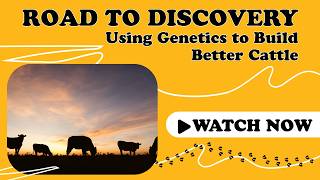 Using Genetics to Build Better Cattle | Genomic Research at Mizzou
