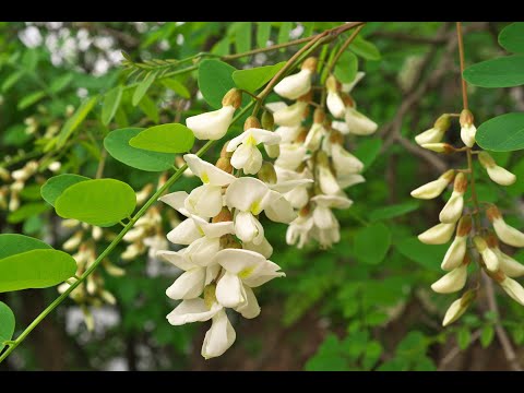 Video: Acacia Bianca - Proprietà Medicinali Dell'acacia Bianca. Ricette Per Il Trattamento Dell'acacia Bianca