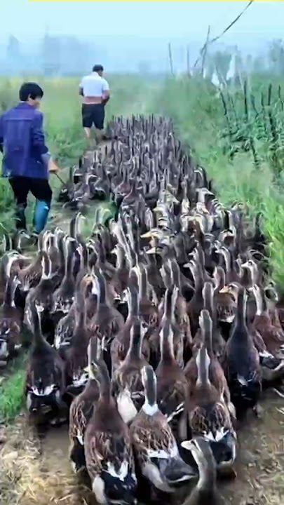 Cina, Bebek Jadi Pembasmi Gulma Sawah
