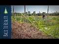 Our Deep-Mulch Vegetable Garden After TWO MONTHS of Complete Neglect