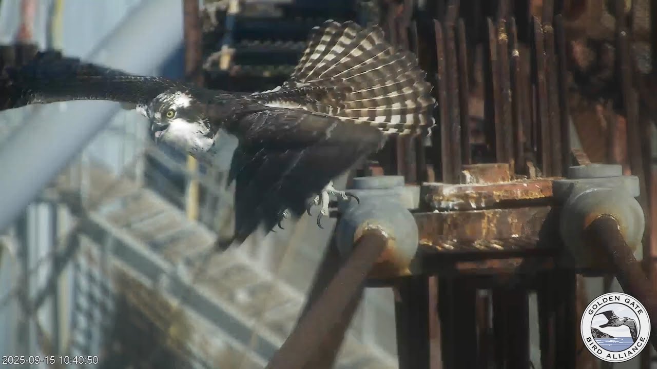 The squeaky Osprey gets the fish | Sept 15, 2025