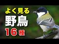 よく見る野鳥を16種類ほど詳しく解説!【初心者向け・鳴き声つき】