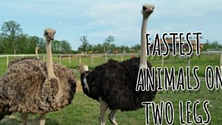 Top10 fastest animals on two legs