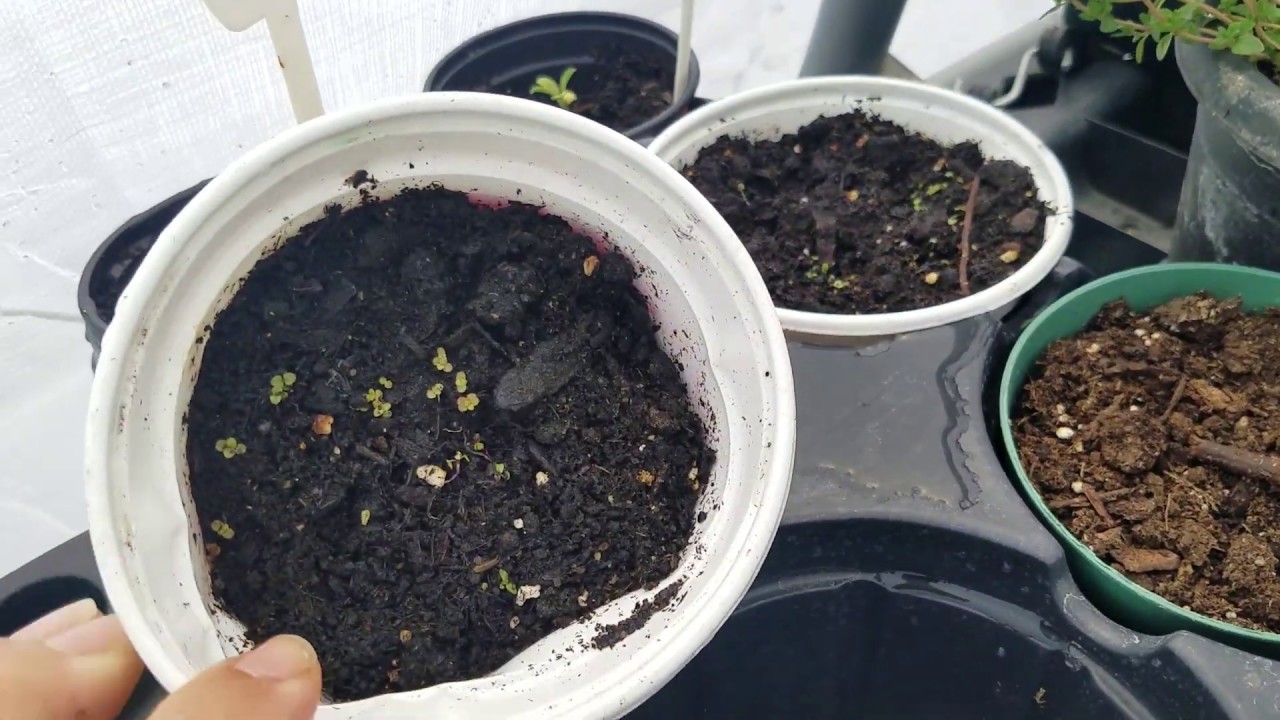Growing Vegetables | Vegetables Started from Seeds - YouTube