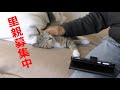【里親募集】爆弾娘ソックスも可愛らしく甘える時がある・・・しかし、それは長続きしない・・・【魚くれくれ野良猫製作委員会】