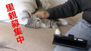 【里親募集】爆弾娘ソックスも可愛らしく甘える時がある・・・しかし、それは長続きしない・・・【魚くれくれ野良猫製作委員会】