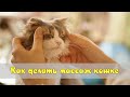 Как делать массаж кошке  How to massage a cat