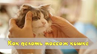 Как делать массаж кошке  How to massage a cat
