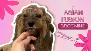 Yorkshire Terrier ASIAN FUSION muzzle - TUESDAY GROOMING by Gughy Yorkshire  615 views 1 year ago 3 minutes, 28 seconds