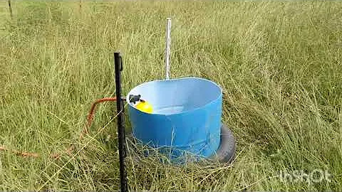Training cows to Electric fencing