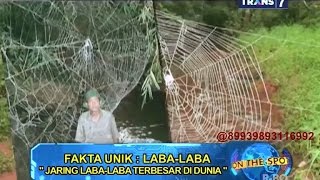 On The Spot - Fakta Unik Laba-Laba