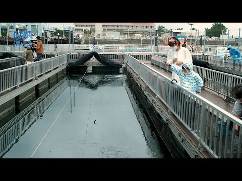 みんなのあおいろ 6 釣る 食べる 観察する 八景島シーパラダイスの海洋教育 Youtube みんなのあおいろ 6 釣る 食べる 観察する 八景島シーパラダイスの海洋教育 Youtube
