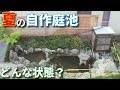 夏の自作庭池で泳ぐ金魚と錦鯉と池の状況【2019年夏】