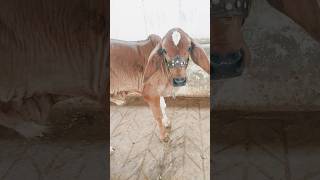 Breading bull imported semen simen, farming ♥️💯 #cow #youtubeshorts #qurbani#qurbanistatus #breeding