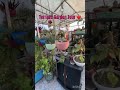 My Terrrace Garden tour #youtubeshorts  #mygarden