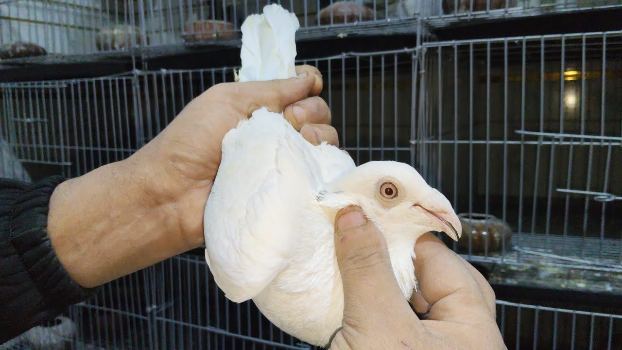 موجود مجموعه حمام زاجل 🏆 وزغاليل غزار وحمام كينج 01015811099#العناني 