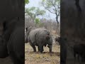 Rhino bathroom break | South Africa | WILDwatch