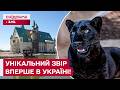 ПЕРШИЙ ЧОРНИЙ АМУРСЬКИЙ ЛЕОПАРД В УКРАЇНІ! Пряме включення з зоопарку "12 місяців"