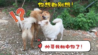 田园犬二毛终于脱单，狗爹阿黄非但不感到欣慰，反而妒火中烧！