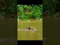 Capture de la vidéo Jaguar Hunting