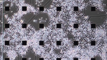 Neurala stamceller som utvecklas till nerver/Human neural progenitor cells differentiating on a MEA