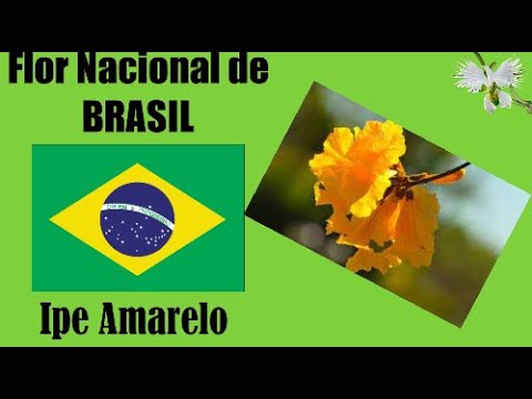 Ipe Amarelo - Flor Nacional de Brasil - Mi Diario de Jardín - thptnganamst.edu.vn